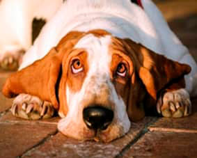 regard mignon d'untrés beau chien de compagnie aux belles couleurs marron et blanc site tpama