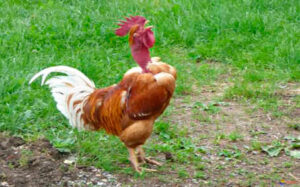 coq aux belles couleur et au cou dégarni chantant en plein air site tpama