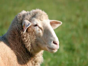 le buste d'un mouton blanc medditeranéen dans un champ de verdure flouté site tpama